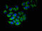 Ninjurin 1 antibody, LS-C397792, Lifespan Biosciences, Immunofluorescence image 
