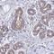 PTHR antibody, HPA035982, Atlas Antibodies, Immunohistochemistry frozen image 