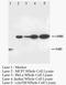 HSP70s antibody, orb18121, Biorbyt, Western Blot image 