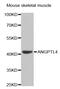 Angiopoietin Like 4 antibody, abx001634, Abbexa, Western Blot image 