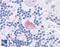 FMR1 Autosomal Homolog 2 antibody, LS-B219, Lifespan Biosciences, Immunohistochemistry paraffin image 