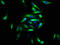 Fibroblast growth factor receptor-like 1 antibody, LS-C674087, Lifespan Biosciences, Immunofluorescence image 