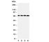 Growth Factor Receptor Bound Protein 10 antibody, R30657, NSJ Bioreagents, Western Blot image 