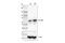p65 antibody, 30656S, Cell Signaling Technology, Western Blot image 