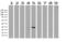 RNA Transcription, Translation And Transport Factor antibody, UM800074CF, Origene, Western Blot image 