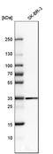 Galectin 8 antibody, HPA030491, Atlas Antibodies, Western Blot image 