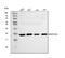 Mitochondrial Ribosomal Protein S25 antibody, A14080-3, Boster Biological Technology, Western Blot image 