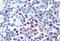 C-C chemokine receptor type 4 antibody, MBS243898, MyBioSource, Immunohistochemistry frozen image 