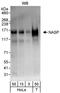 Nuclear Autoantigenic Sperm Protein antibody, A301-011A, Bethyl Labs, Western Blot image 