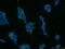 Cytochrome P450 Family 7 Subfamily B Member 1 antibody, 24889-1-AP, Proteintech Group, Immunofluorescence image 