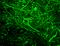Neurofilament H (NF-H) antibody, 801705, BioLegend, Immunofluorescence image 