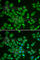 SMAD Family Member 1 antibody, A1101, ABclonal Technology, Immunofluorescence image 
