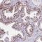 Zinc Finger BED-Type Containing 5 antibody, HPA048472, Atlas Antibodies, Immunohistochemistry frozen image 