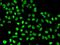 Cell Adhesion Molecule 1 antibody, orb48299, Biorbyt, Immunocytochemistry image 