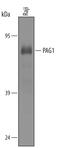 Phosphoprotein Membrane Anchor With Glycosphingolipid Microdomains 1 antibody, AF5285, R&D Systems, Western Blot image 