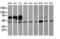 Iduronate 2-Sulfatase antibody, LS-C173733, Lifespan Biosciences, Western Blot image 