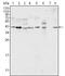 Mitogen-Activated Protein Kinase 1 antibody, GTX83148, GeneTex, Western Blot image 