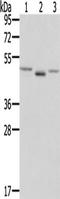 Fibroblast growth factor receptor-like 1 antibody, TA349981, Origene, Western Blot image 