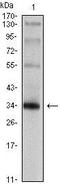 Synaptophysin antibody, TA336774, Origene, Western Blot image 