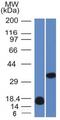 PLAC8 antibody, GTX34747, GeneTex, Western Blot image 