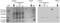 P09211 antibody, ALX-804-510-C100, Enzo Life Sciences, Western Blot image 