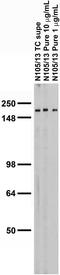 Ankyrin-2 antibody, 75-144, Antibodies Incorporated, Western Blot image 