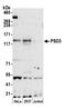 Pleckstrin And Sec7 Domain Containing 3 antibody, A305-625A-M, Bethyl Labs, Western Blot image 