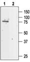 Chloride Voltage-Gated Channel 5 antibody, PA5-77369, Invitrogen Antibodies, Western Blot image 