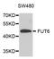 FUT5 antibody, LS-C332858, Lifespan Biosciences, Western Blot image 