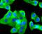 Coagulation Factor III, Tissue Factor antibody, GTX01033, GeneTex, Immunofluorescence image 