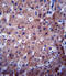 Cytochrome P450 Family 2 Subfamily C Member 19 antibody, 62-418, ProSci, Immunohistochemistry paraffin image 