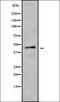 POU Class 3 Homeobox 1 antibody, orb378352, Biorbyt, Western Blot image 