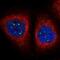 Mediator Complex Subunit 19 antibody, NBP1-81319, Novus Biologicals, Immunofluorescence image 