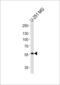 Jade Family PHD Finger 1 antibody, LS-C163566, Lifespan Biosciences, Western Blot image 