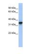 Intraflagellar Transport 80 antibody, orb326207, Biorbyt, Western Blot image 