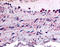 Protein-tyrosine phosphatase mitochondrial 1 antibody, TA317214, Origene, Immunohistochemistry frozen image 