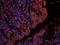 Cullin 2 antibody, orb214785, Biorbyt, Immunofluorescence image 