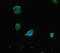 Folliculin Interacting Protein 1 antibody, LS-C677968, Lifespan Biosciences, Immunofluorescence image 