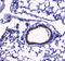 Probetacellulin antibody, PA5-78887, Invitrogen Antibodies, Immunohistochemistry frozen image 