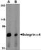 CD49D antibody, 4837, ProSci Inc, Western Blot image 