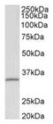 rRNA 2 -O-methyltransferase fibrillarin antibody, AP32019PU-N, Origene, Western Blot image 
