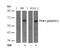 3-Phosphoinositide Dependent Protein Kinase 1 antibody, PA5-37679, Invitrogen Antibodies, Western Blot image 