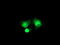 Regulatory Factor X Associated Ankyrin Containing Protein antibody, TA504274, Origene, Immunofluorescence image 