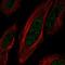 Zinc Finger Protein 621 antibody, HPA071440, Atlas Antibodies, Immunofluorescence image 