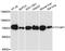 YY1 Associated Protein 1 antibody, A13104, ABclonal Technology, Western Blot image 