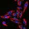 Fibrillarin antibody, NBP2-46881, Novus Biologicals, Immunofluorescence image 