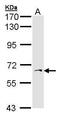 SAT antibody, GTX103608, GeneTex, Western Blot image 