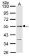 Eukaryotic Translation Termination Factor 1 antibody, GTX108296, GeneTex, Western Blot image 