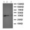 Protein Wnt-2b antibody, orb97111, Biorbyt, Western Blot image 