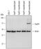 Forkhead Box P4 antibody, AF6854, R&D Systems, Western Blot image 